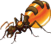 Melligaster Queen Ant