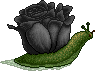 Male Nocturne Rose
