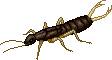 Chocolate Earwig Kaiser