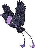 Amazon Corvus Majora