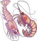 unnamed Shrimp Love
