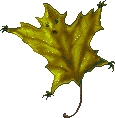 Maple Party of Leaves